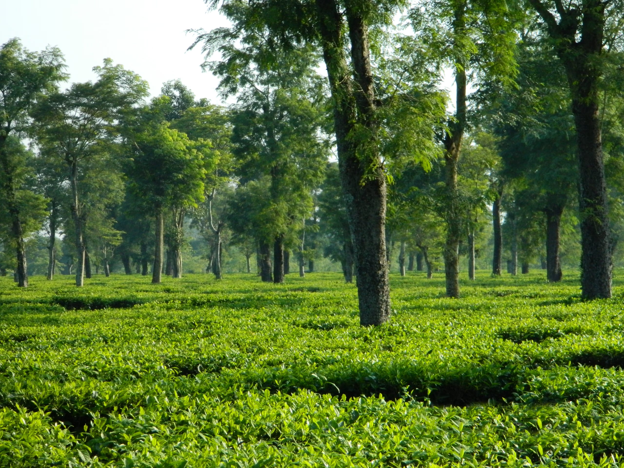 Rows of manicured tea bushes beneath tall shade trees in a Dibrugarh tea garden