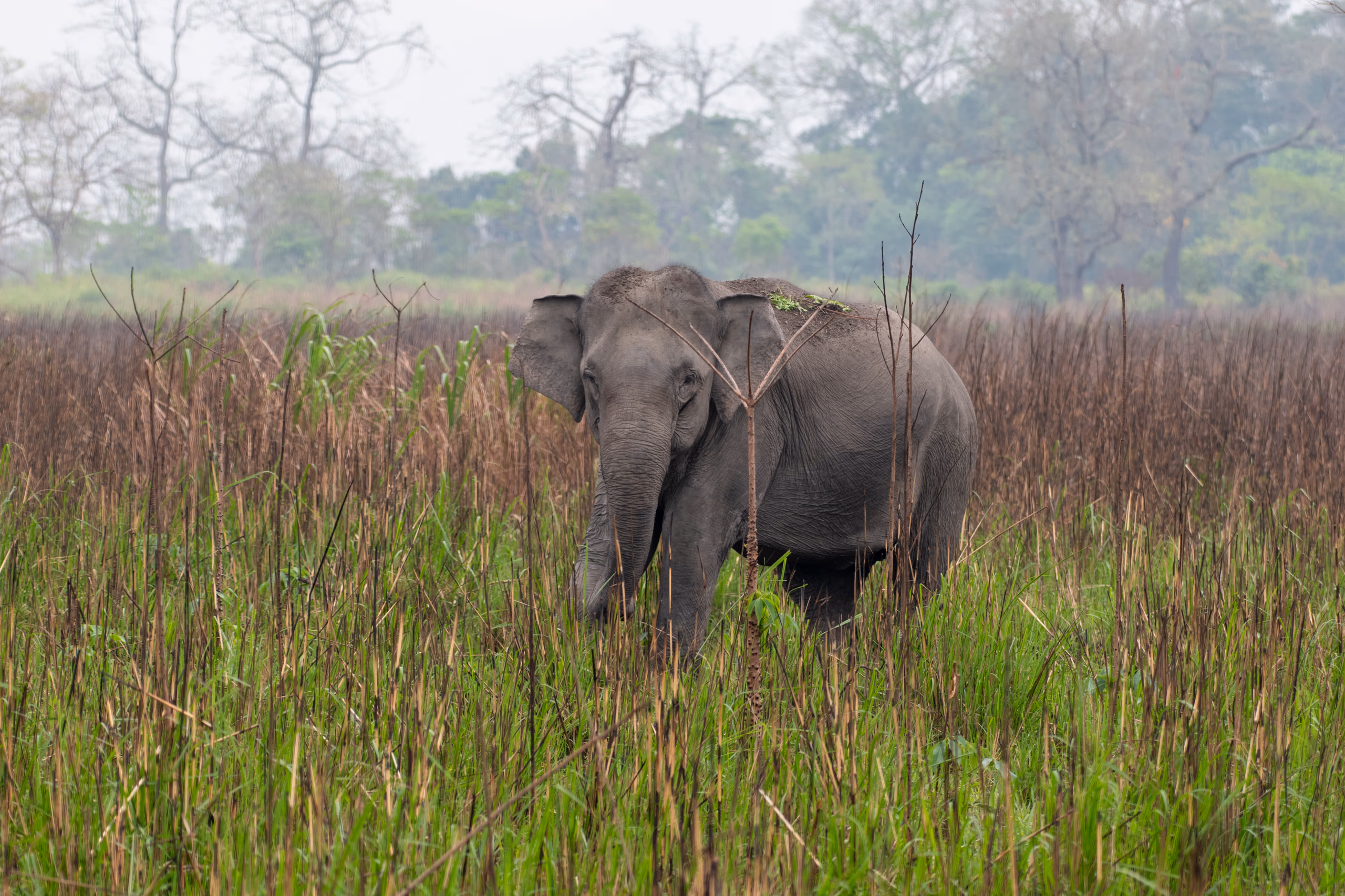 A wild Asian elephant standing amid tall elephant grass at Kaziranga, woodland behind in soft mist
