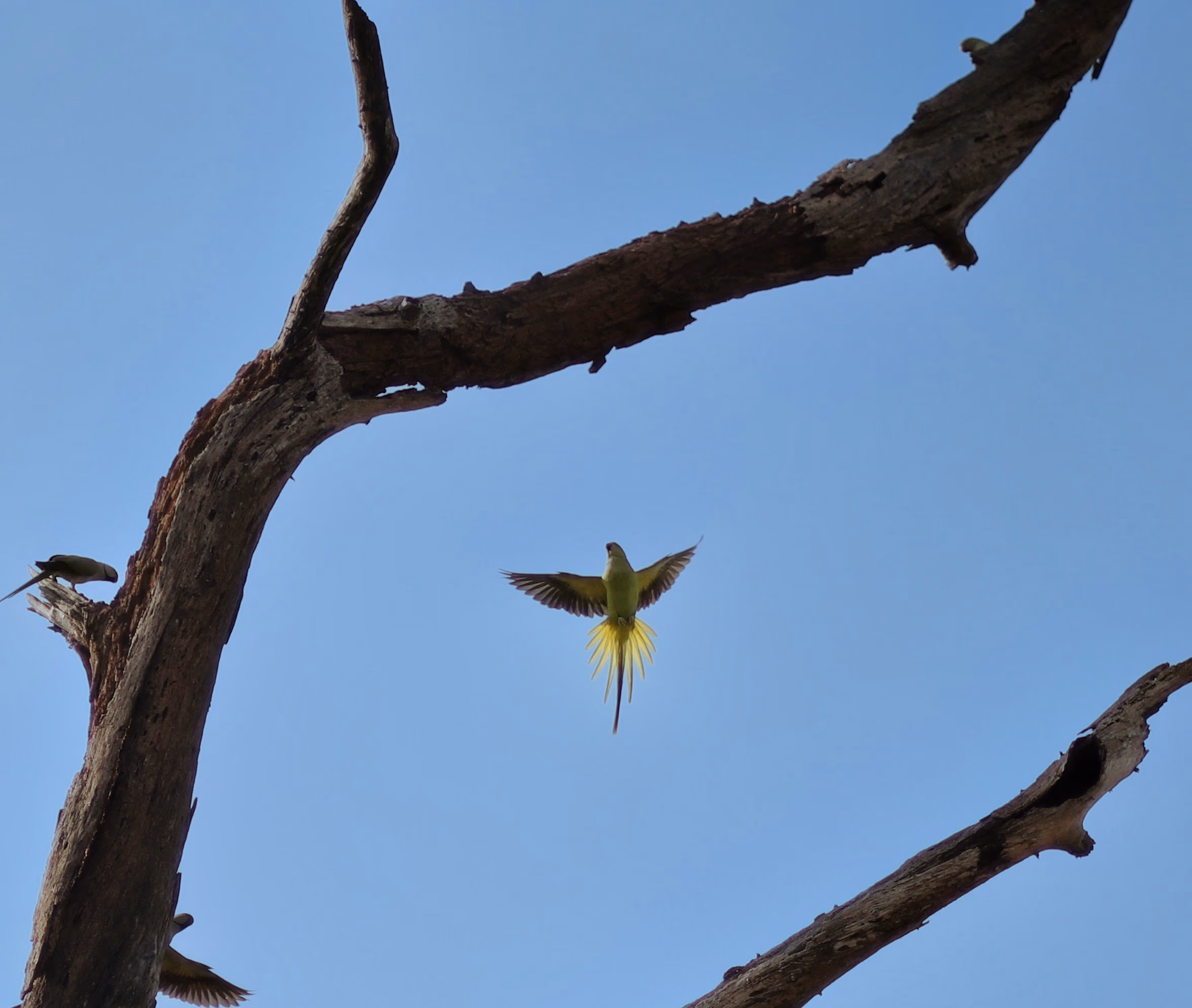 Two long-tailed green parakeets in flight against a clear blue sky around a bare, weathered tree, one bird below with wings and yellow-edged tail fully spread, others perched on the dead branches