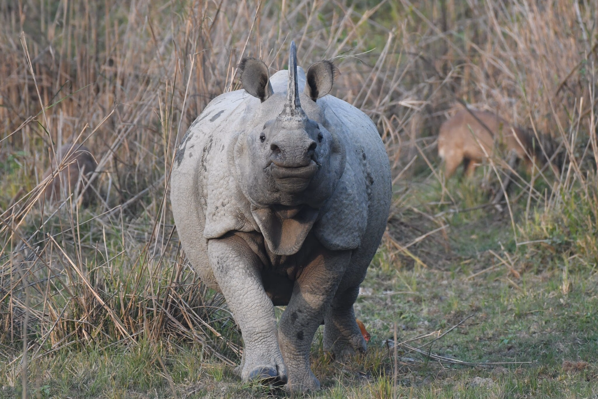 An adult greater one-horned rhinoceros walking head-on through grassland toward the camera