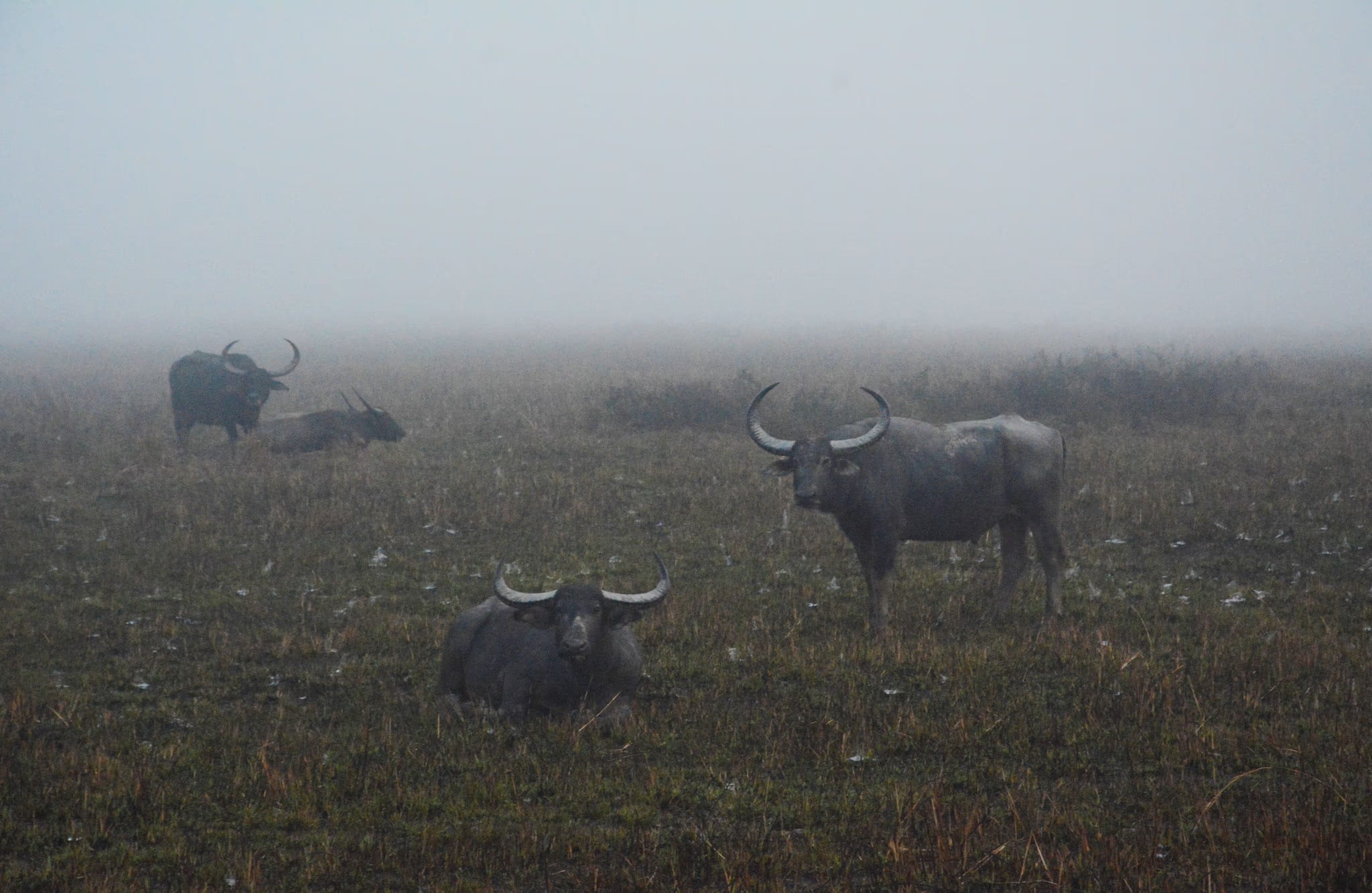 A wild water buffalo with broad sweeping horns standing among resting buffalo in dawn mist on grassland