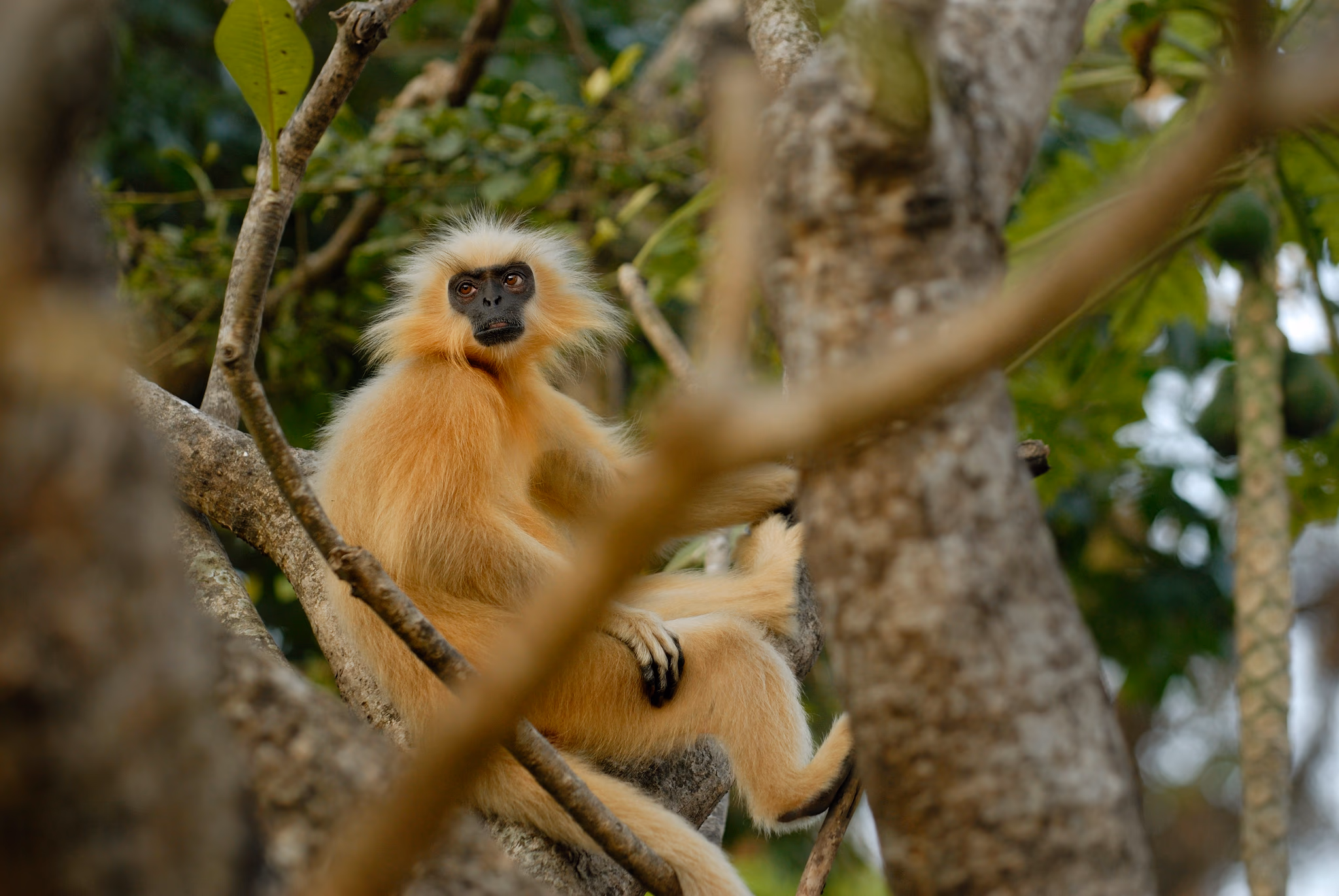 A golden langur with cream-gold fur and a black face sitting in a tree, photographed on Peacock Island, Guwahati