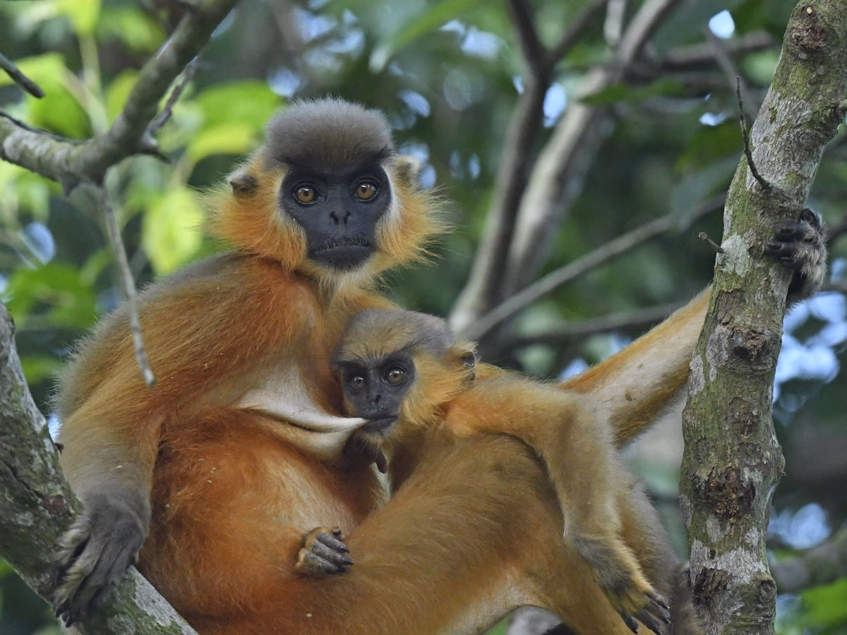 An adult capped langur with a dark grey crown cap, dark bare face and golden-orange underparts perched in a tree, clutching an infant against its chest, its long tail trailing down a branch.