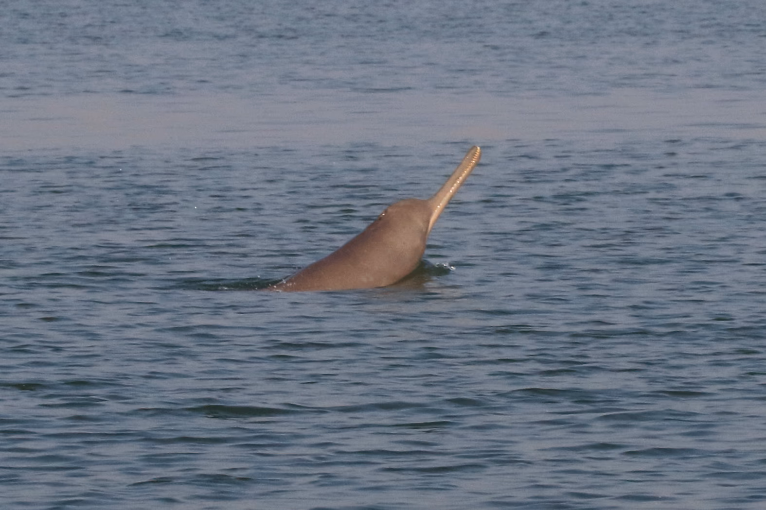 A grey-brown river dolphin surfacing in calm water, its long narrow beak and rounded forehead lifted clear above the body, with a low ridge along the back