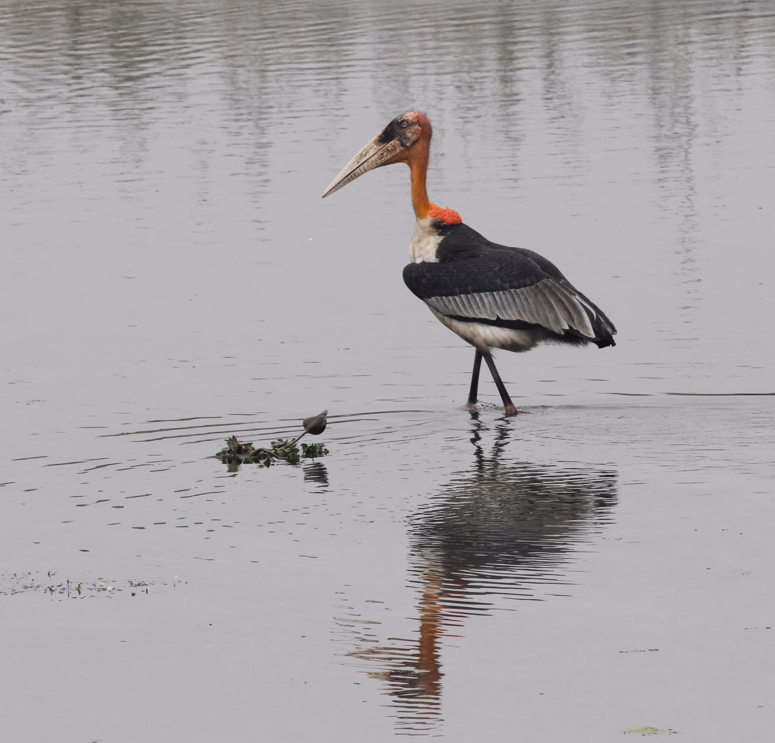 A greater adjutant stork wading in shallow open water, its heavy wedge-shaped bill, bare pinkish head, orange neck pouch and dark folded wing-cloak over pale underparts mirrored in the still surface