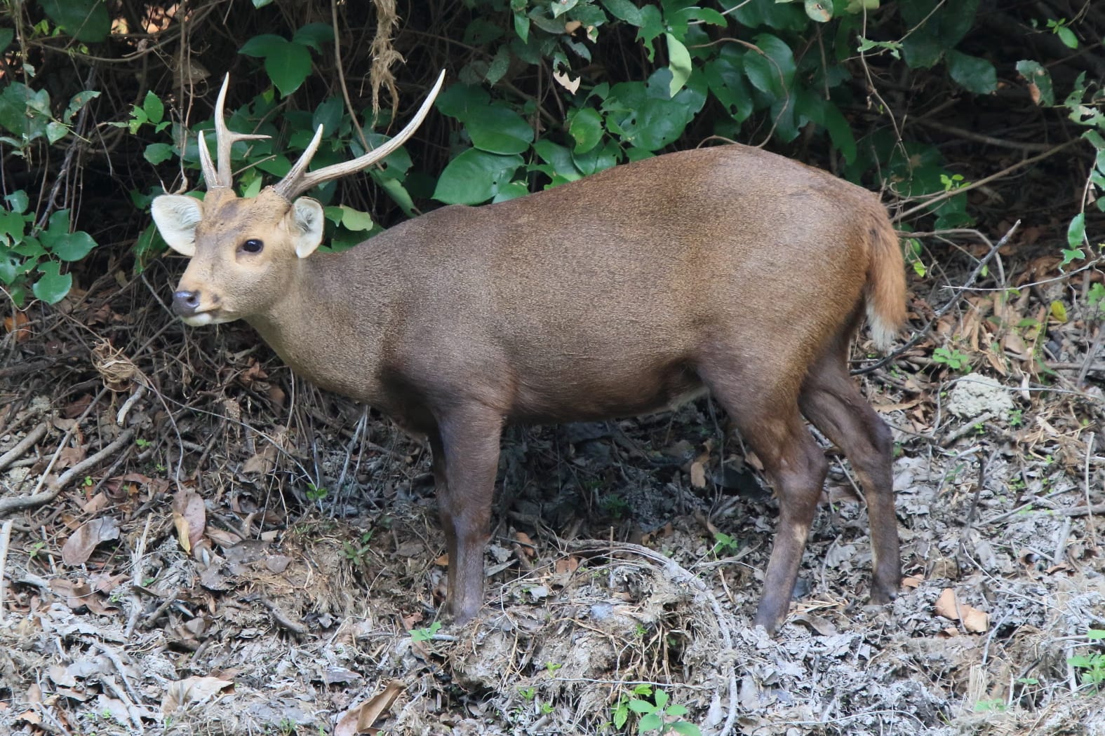 A small, low-slung brown deer standing in profile at the edge of grassland and scrub, with simple slender antlers and a stout hog-like body.