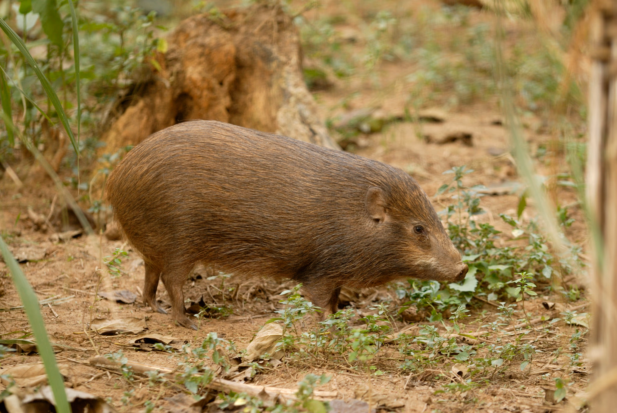A small dark-brown wild pig in side profile, standing on bare earth among grass and leaves, with a short pointed snout, small ears and short legs