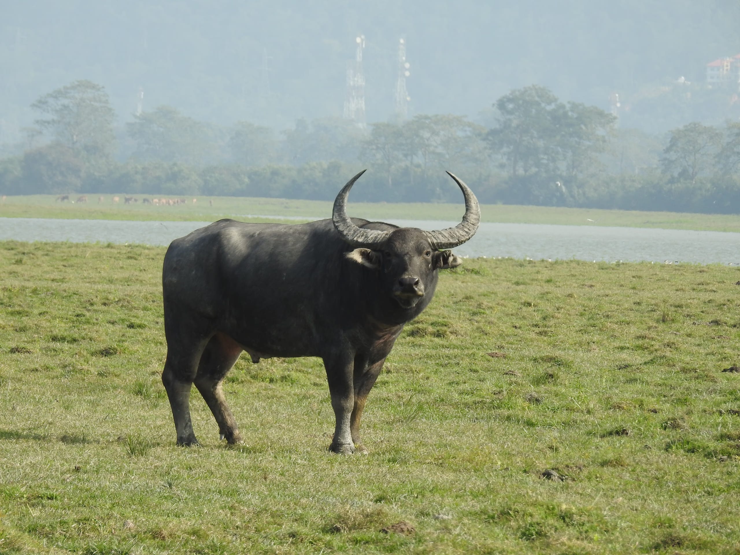 A massive grey-black wild water buffalo stands broadside in open green grassland, head turned toward the camera, its very wide crescent of pale-tipped horns sweeping out against a hazy backdrop of a wetland and distant low hills.