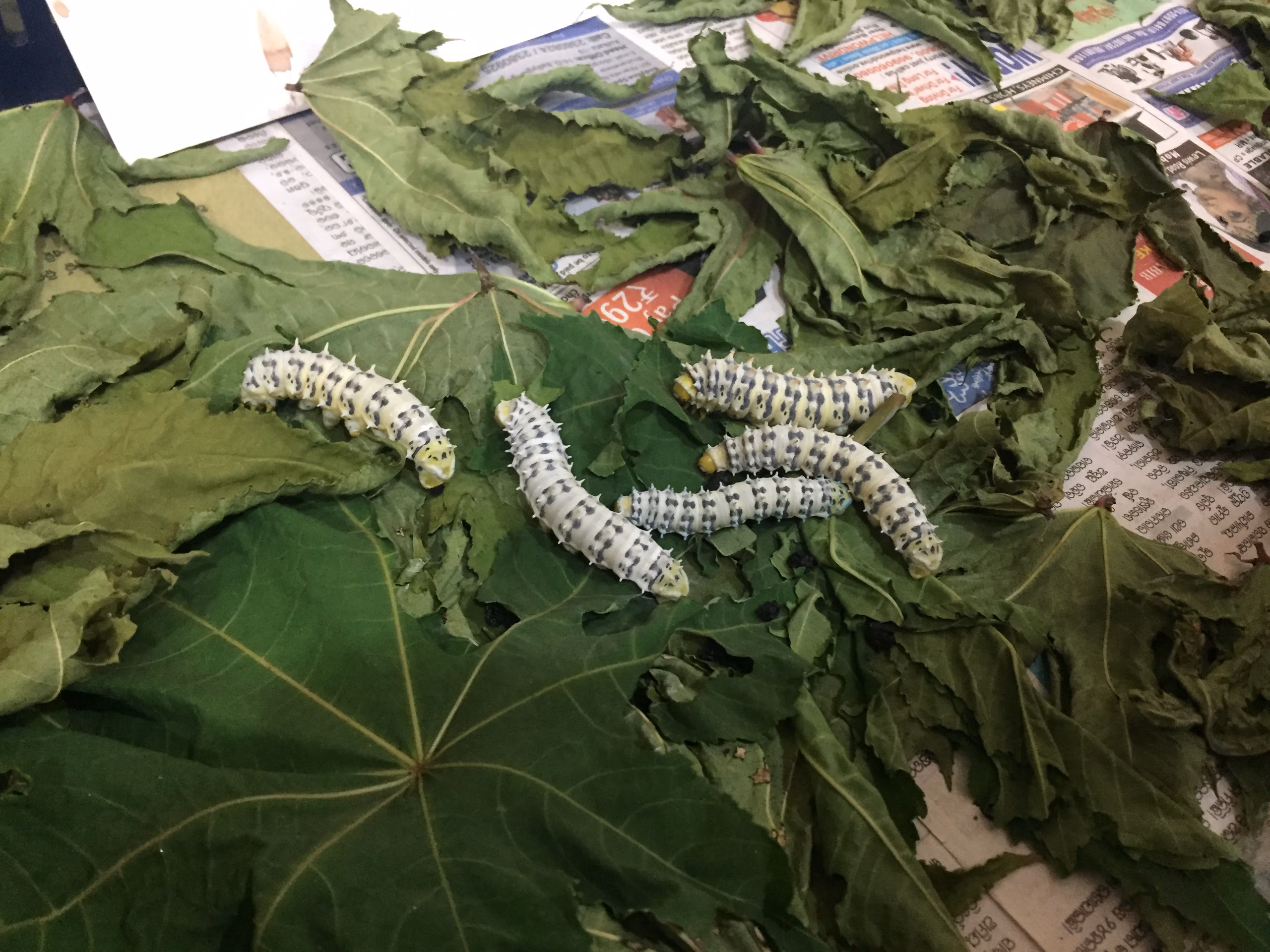 Pale yellow-and-white spiny eri silkworms on green castor leaves spread on a tray