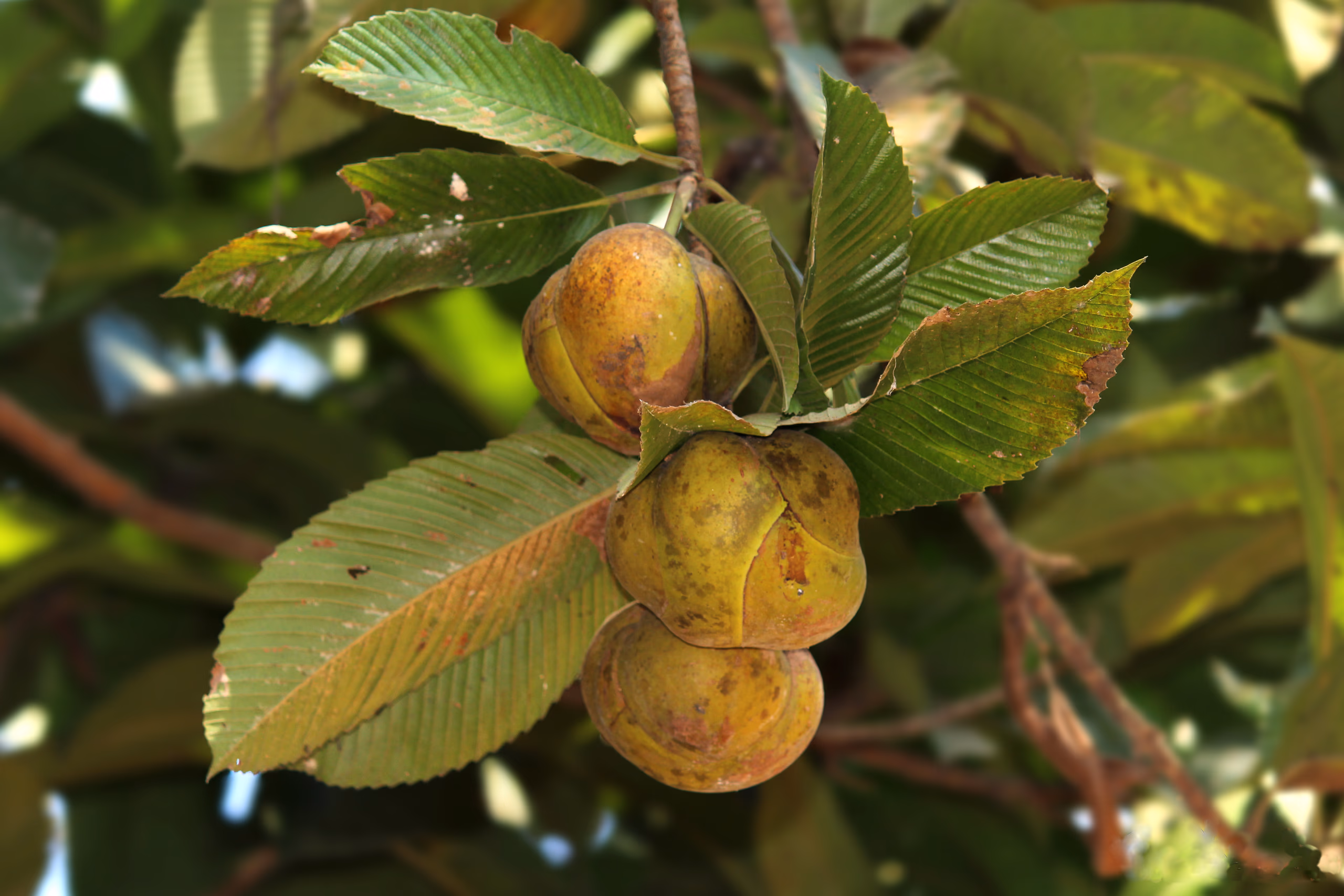 Greenish-brown ribbed fruit of the elephant-apple hanging in a cluster among toothed leaves