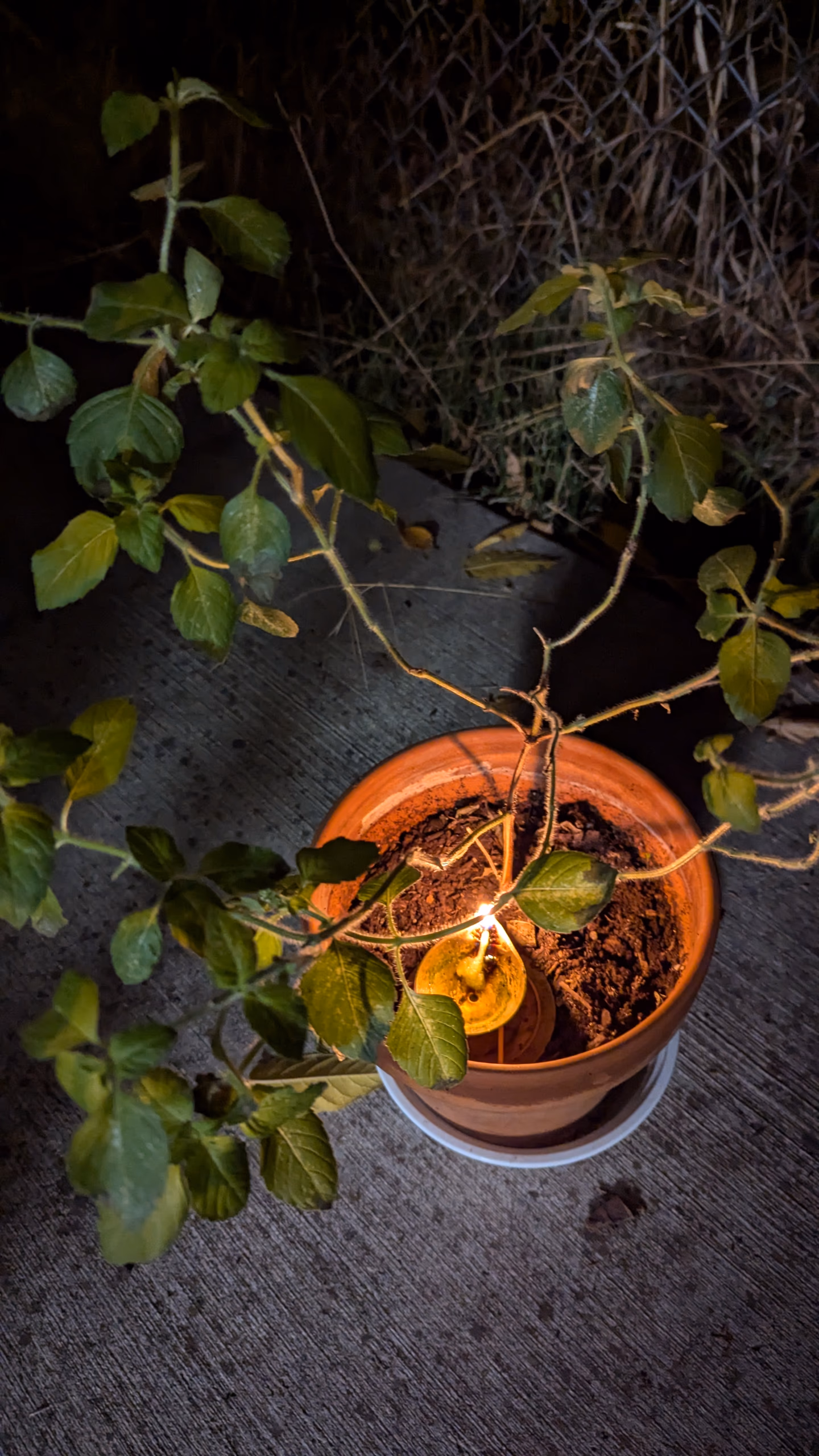 A small clay lamp burning at the base of a tulsi (holy basil) plant in an earthen pot at dusk
